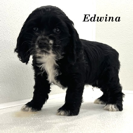 puppy, for, sale, Cocker Spaniel, Joe & Cherri  Overlease, dog, breeder, Miller, MO, dog-breeder, puppy-for-sale, forsale, nearby, find, puppyfind, locator, puppylocator, aca